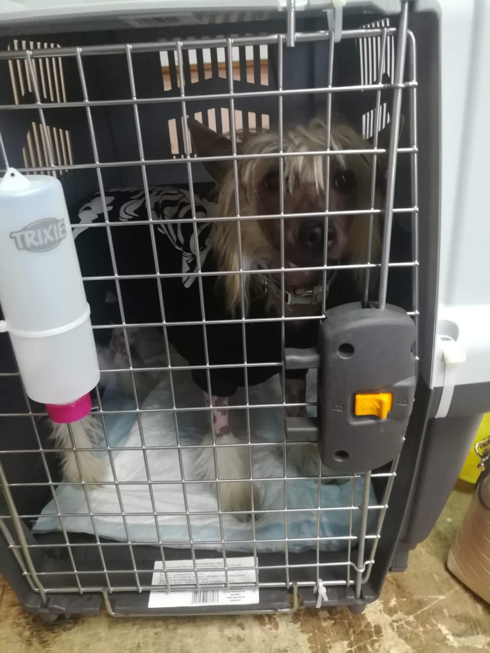 Halim in his travel crate at the airport