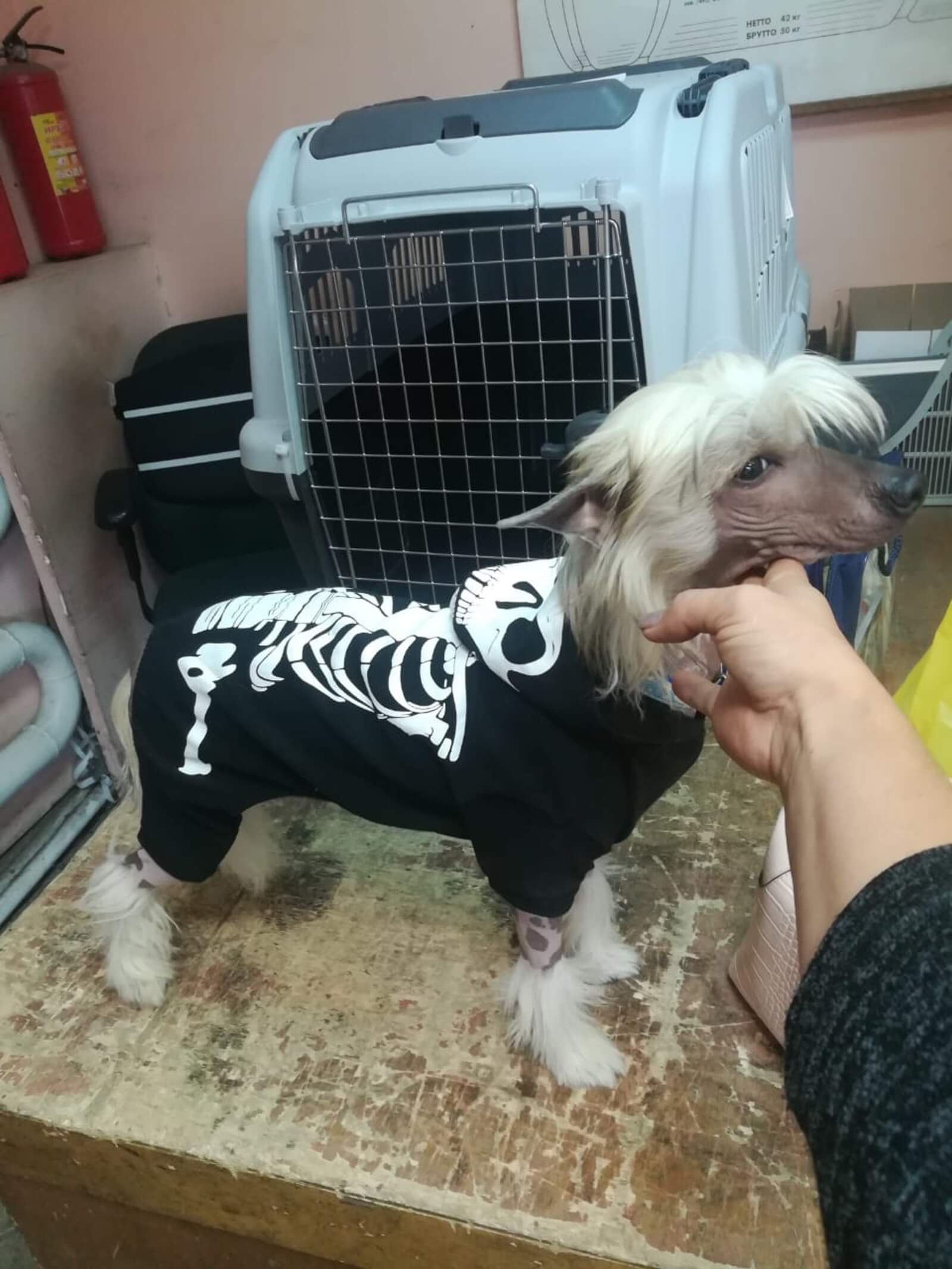 Halim during his layover in Moscow, wearing a skeleton jumper