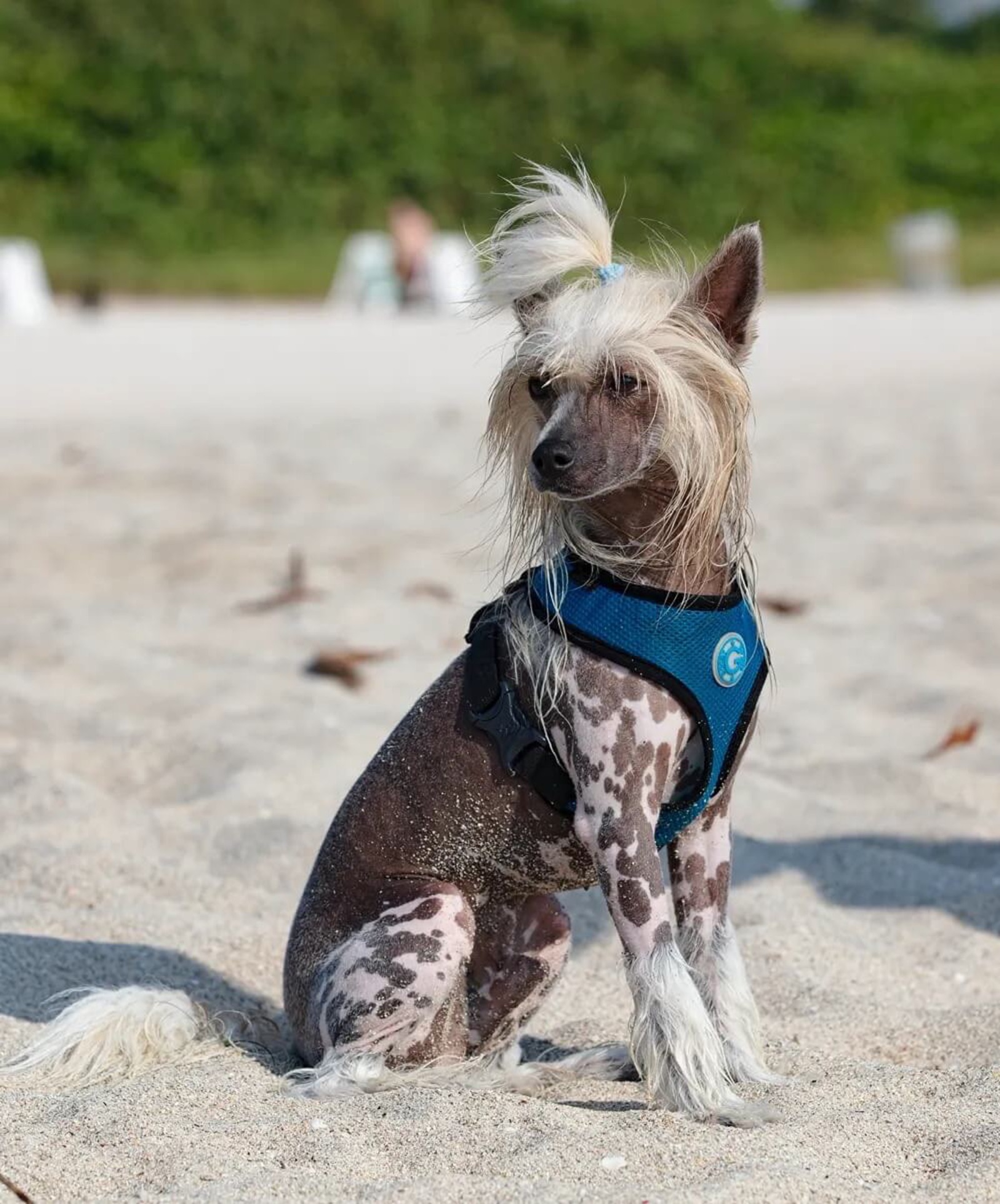 Halim close-up portrait