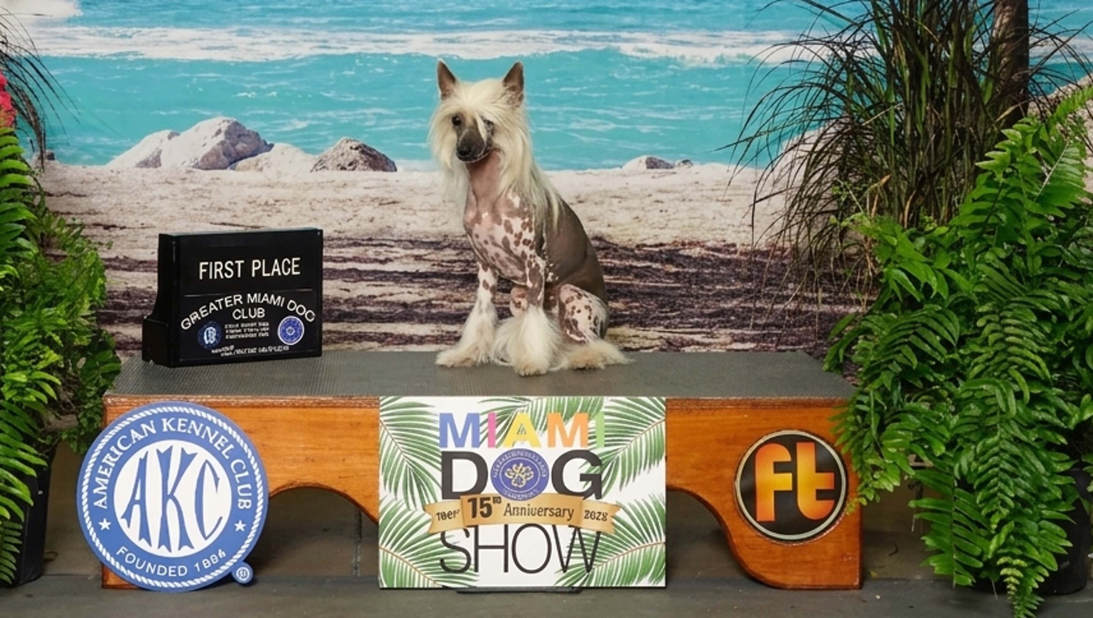 Halim winning first place at the Miami Dog Show, 2022